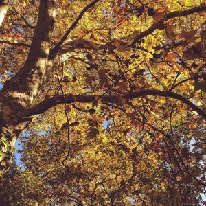 Low angle view of tree