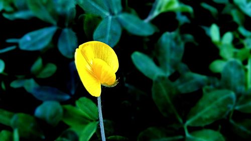 Close-up of yellow leaves