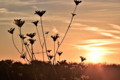 Close-up of silhouette plants on field against sky during sunset