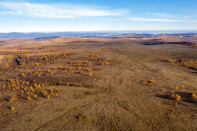 Flying with a drone above autumn meadow and birch trees. aerial view