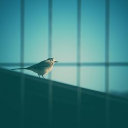 Bird perching on wall