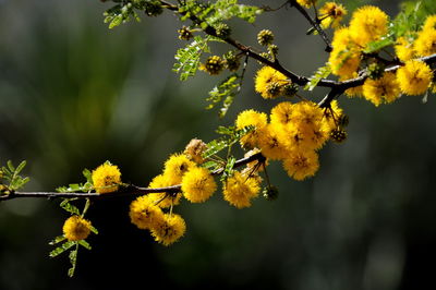 Close-up of yellow flowering plant