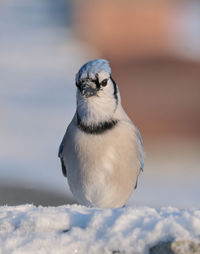 Close-up of bird perching on snow