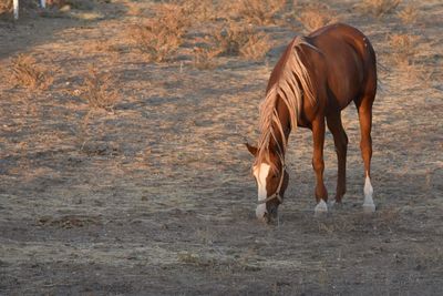 Horses in a field