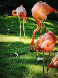 View of flamingos on field