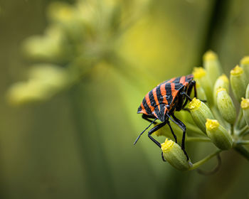 Close-up of butterfly pollinating on flower