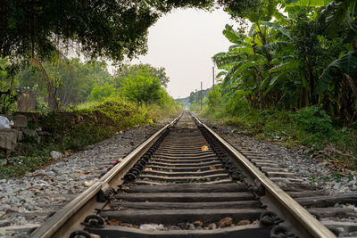 Railroad tracks along plants and trees