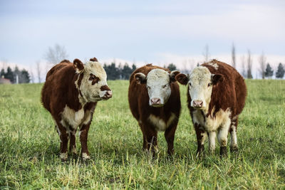 Cow grazing on field against sky