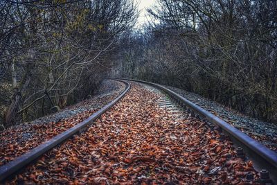 Railroad track amidst trees during autumn