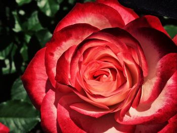 Close-up of red rose