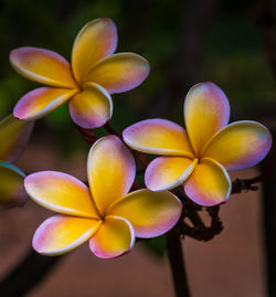 Close-up of frangipani on plant