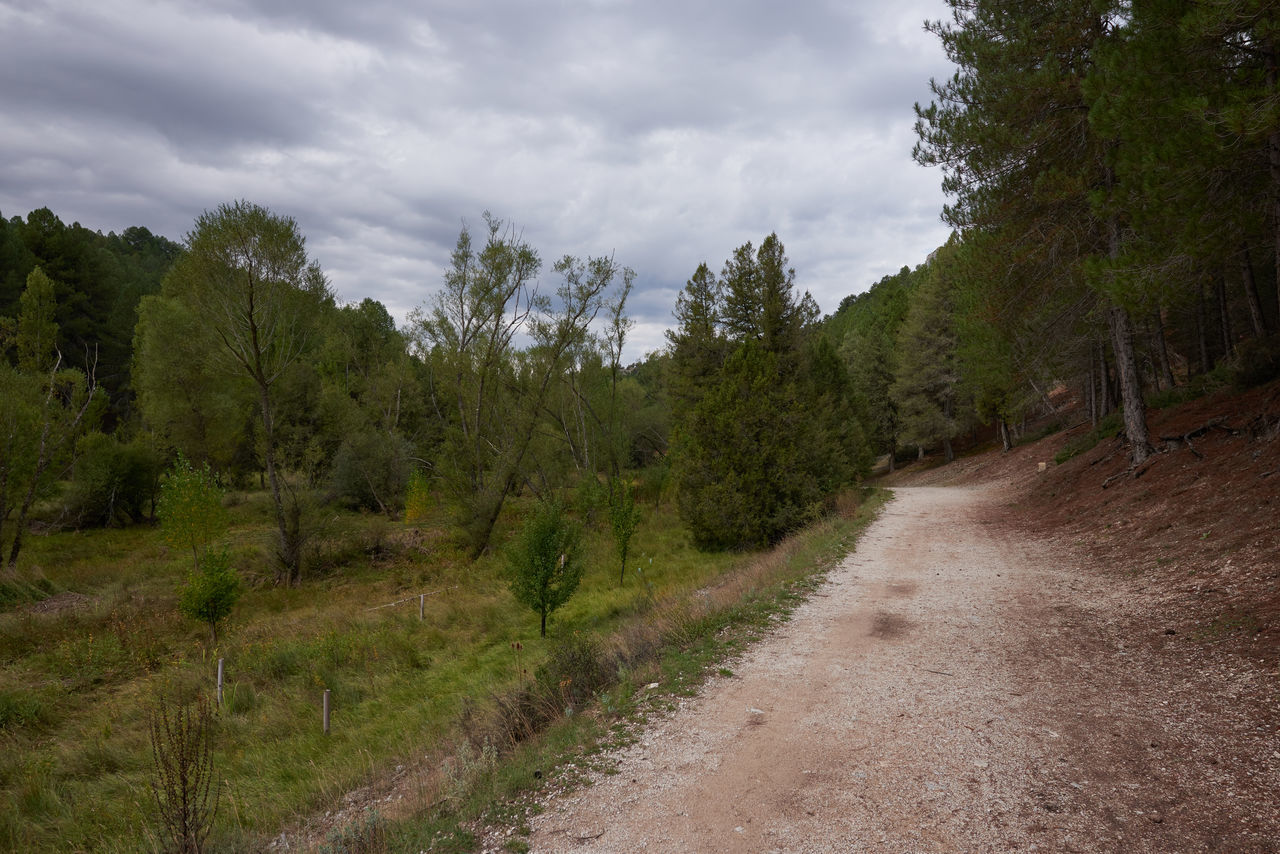 tree, plant, cloud, sky, land, landscape, road, environment, nature, forest, trail, ridge, scenics - nature, beauty in nature, mountain, no people, natural environment, dirt road, coniferous tree, pine tree, pinaceae, pine woodland, wilderness, non-urban scene, dirt, travel, footpath, soil, transportation, outdoors, overcast, rural area, travel destinations, tranquility, tourism, infrastructure, the way forward, green