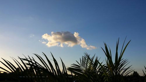 Low angle view of plants against sky