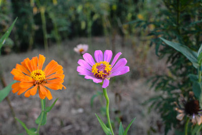 Close-up of pink flowers blooming outdoors