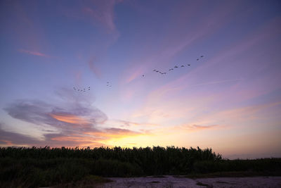 Sunset over the reeds and birds, bright day, clouds, orange and blue