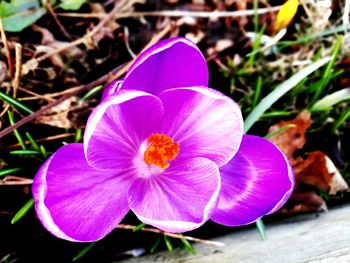 Close-up of pink crocus blooming outdoors