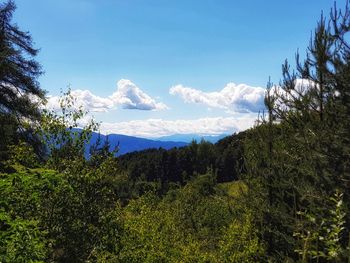 Scenic view of forest against sky