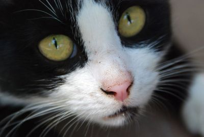 Close-up portrait of cat