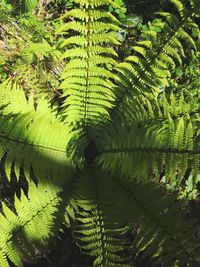 Close-up of fern leaves