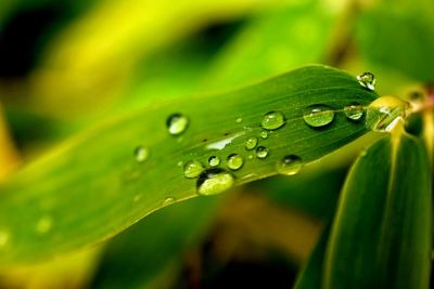 Close-up of raindrops on green leaves