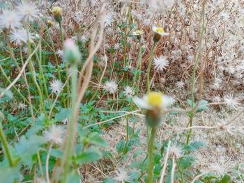 High angle view of flowering plants on field