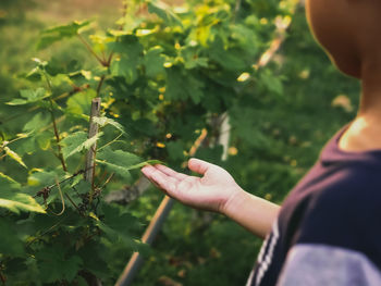 Midsection of boy touching leaves