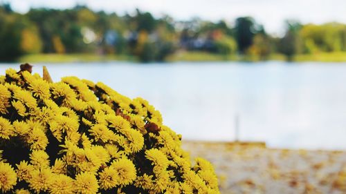 Close-up of yellow flowering plant