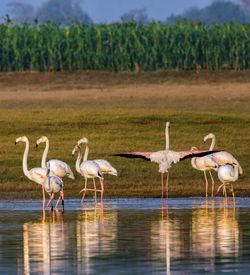 View of birds drinking water