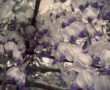 Close-up of purple flowers