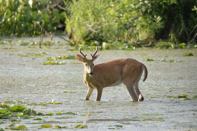 Deer standing on marshy lake