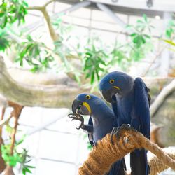 Loud macaws