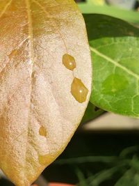 Close-up of fresh leaf