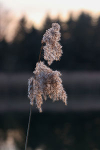 Close-up of flowering plant on land