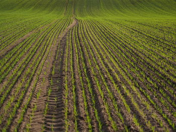 Scenic view of agricultural field