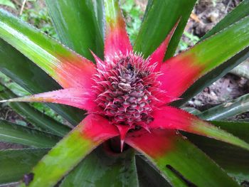 Close-up of red flower