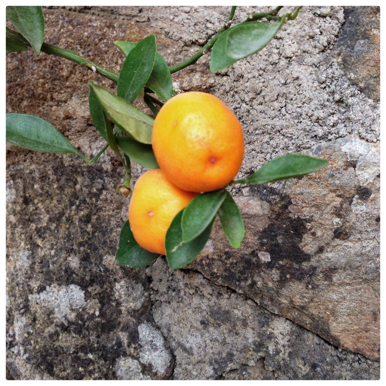 transfer print, auto post production filter, food and drink, fruit, healthy eating, food, freshness, yellow, close-up, growth, high angle view, ripe, leaf, orange color, no people, nature, day, sunlight, green color, vegetable