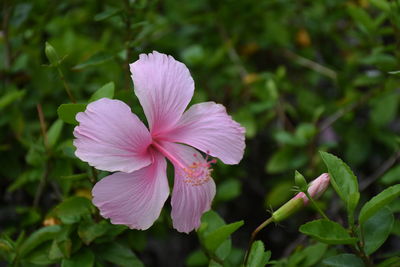 Close-up of pink flowering plant