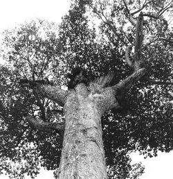 Low angle view of trees against sky