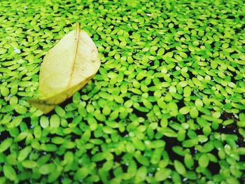 Close-up of autumn leaf