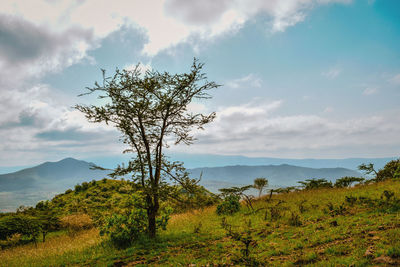 An acacia tree against a savannah grassland landscapes in oloroka mountain range, rift valley, kenya