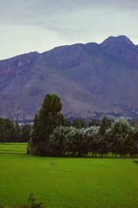 Scenic view of field and mountains against sky