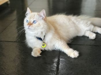 Portrait of cat lying on floor