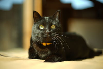 Close-up of cat
