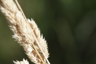 Close-up of plant against blurred background