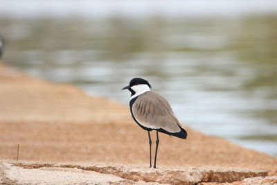 Bird perching on a land