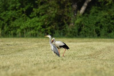 Side view of gray heron and stork on a field