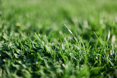 Full frame shot of grass