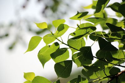 Close-up of green leaves