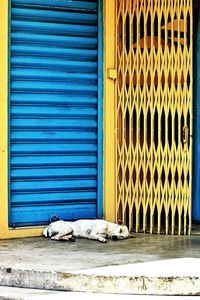 Close-up of a dog