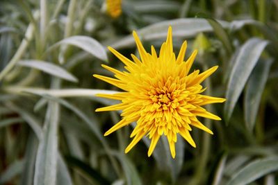 Close-up of yellow flower